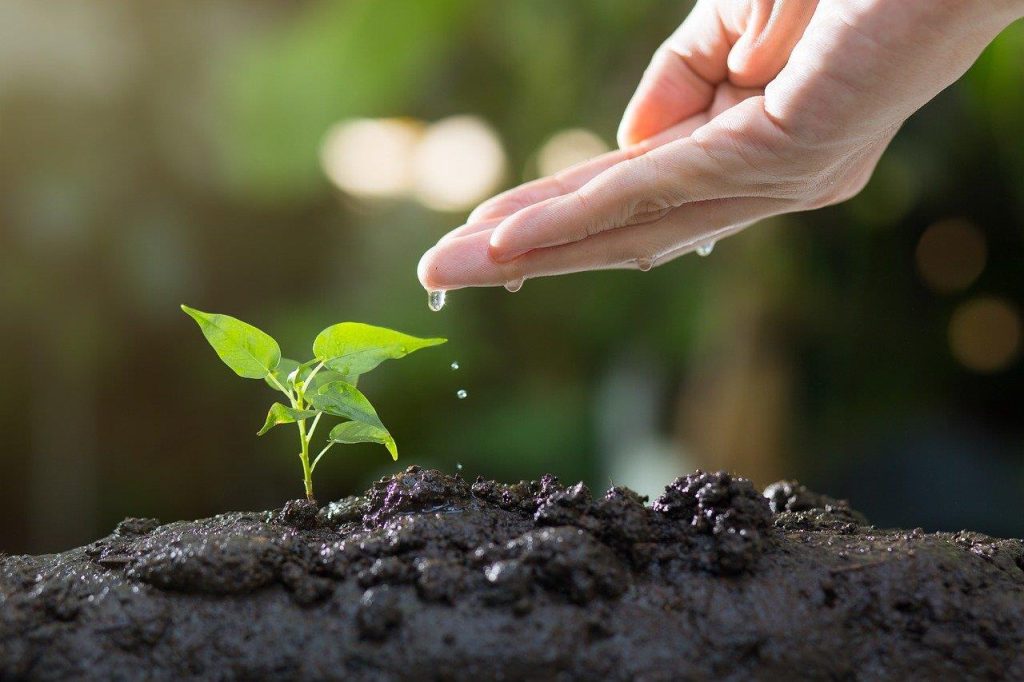 Professioneel hoveniersbedrijf in Emmen transformeert een tuin tot groene oase