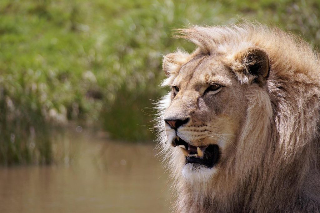 Leeuw in de wilde natuur van Zimbabwe, een onontdekt juweel van Afrika